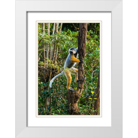 Madagascar-Andasibe-Vakona Lodge-Lemur Island Diademed sifaka climbing a tree White Modern Wood Framed Art Print with Double Matting by Hogstrom, Inger