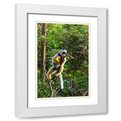 Madagascar-Andasibe-Vakona Lodge-Lemur Island Diademed sifaka in a tree White Modern Wood Framed Art Print with Double Matting by Hogstrom, Inger