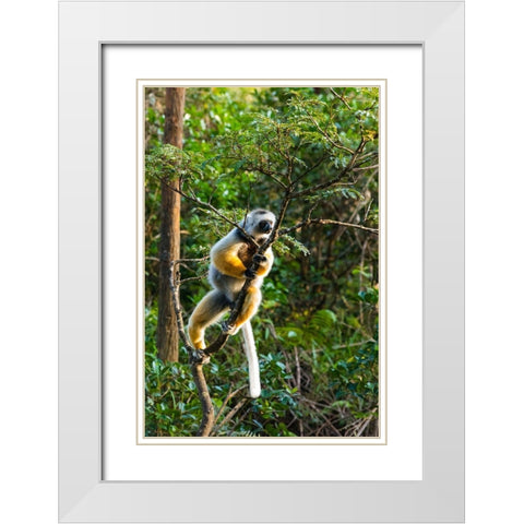 Madagascar-Andasibe-Vakona Lodge-Lemur Island Diademed sifaka in a tree White Modern Wood Framed Art Print with Double Matting by Hogstrom, Inger