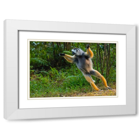 Madagascar-Andasibe-Vakona Lodge-Lemur Island Diademed sifaka leaping along the ground White Modern Wood Framed Art Print with Double Matting by Hogstrom, Inger