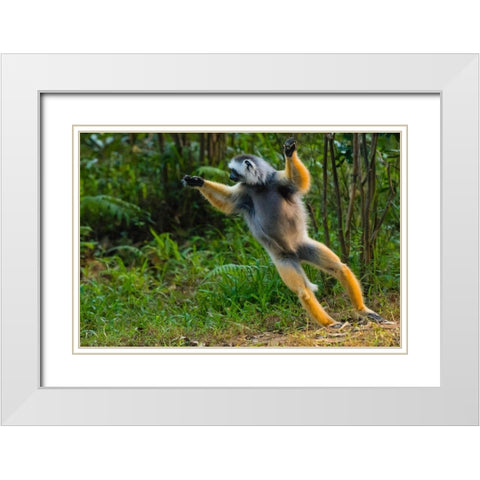 Madagascar-Andasibe-Vakona Lodge-Lemur Island Diademed sifaka leaping along the ground White Modern Wood Framed Art Print with Double Matting by Hogstrom, Inger