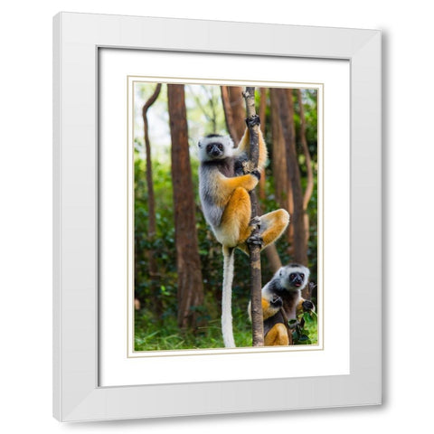 Madagascar-Andasibe-Vakona Lodge-Lemur Island Diademed sifakas in a tree White Modern Wood Framed Art Print with Double Matting by Hogstrom, Inger