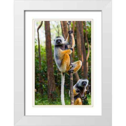 Madagascar-Andasibe-Vakona Lodge-Lemur Island Diademed sifakas in a tree White Modern Wood Framed Art Print with Double Matting by Hogstrom, Inger