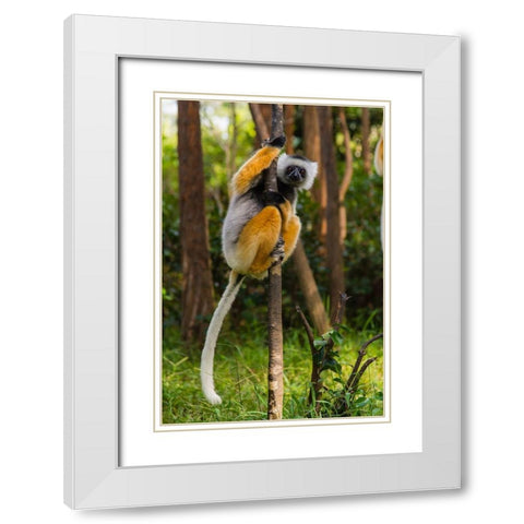 Madagascar-Andasibe-Vakona Lodge-Lemur Island Diademed sifaka in a tree White Modern Wood Framed Art Print with Double Matting by Hogstrom, Inger