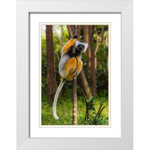 Madagascar-Andasibe-Vakona Lodge-Lemur Island Diademed sifaka in a tree White Modern Wood Framed Art Print with Double Matting by Hogstrom, Inger