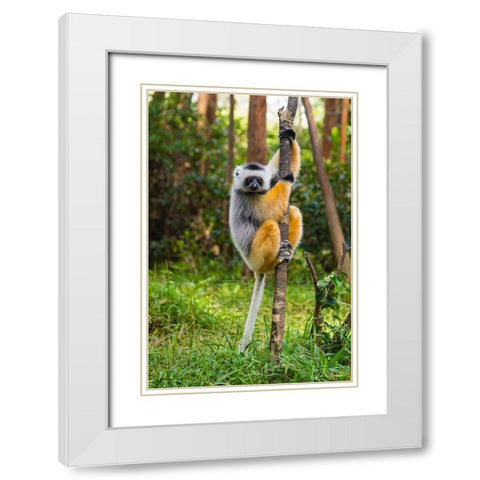 Madagascar-Andasibe-Vakona Lodge-Lemur Island Diademed sifaka in a tree White Modern Wood Framed Art Print with Double Matting by Hogstrom, Inger