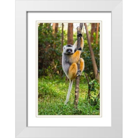 Madagascar-Andasibe-Vakona Lodge-Lemur Island Diademed sifaka in a tree White Modern Wood Framed Art Print with Double Matting by Hogstrom, Inger