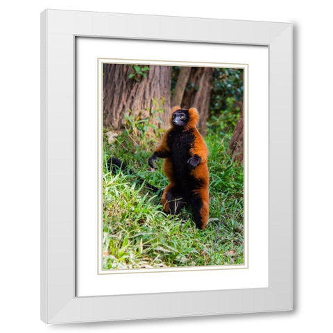 Madagascar-Andasibe-Vakona Lodge-Lemur Island Red ruffed lemur (Varecia rubra) standing White Modern Wood Framed Art Print with Double Matting by Hogstrom, Inger