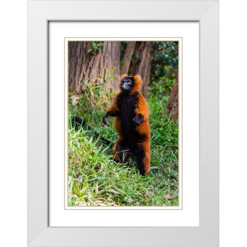 Madagascar-Andasibe-Vakona Lodge-Lemur Island Red ruffed lemur (Varecia rubra) standing White Modern Wood Framed Art Print with Double Matting by Hogstrom, Inger