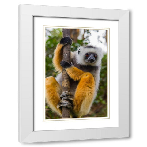 Madagascar-Andasibe-Vakona Lodge-Lemur Island Diademed sifaka curiously looking at something White Modern Wood Framed Art Print with Double Matting by Hogstrom, Inger