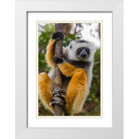 Madagascar-Andasibe-Vakona Lodge-Lemur Island Diademed sifaka curiously looking at something White Modern Wood Framed Art Print with Double Matting by Hogstrom, Inger