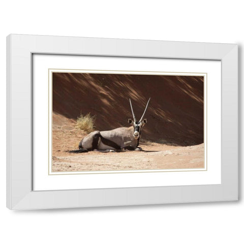 Resting Oryx, Namib-Naukluft, Sossusvlei, Namibia White Modern Wood Framed Art Print with Double Matting by Kaveney, Wendy