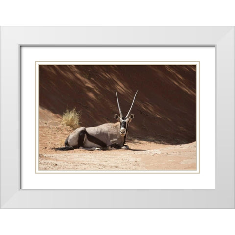 Resting Oryx, Namib-Naukluft, Sossusvlei, Namibia White Modern Wood Framed Art Print with Double Matting by Kaveney, Wendy