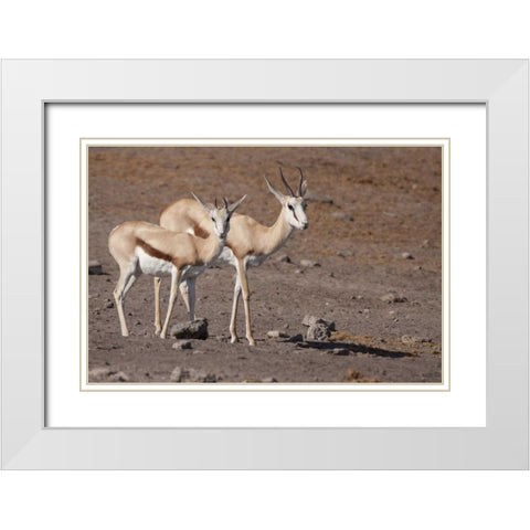 Pair of springboks, Etosha NP, Namibia White Modern Wood Framed Art Print with Double Matting by Kaveney, Wendy