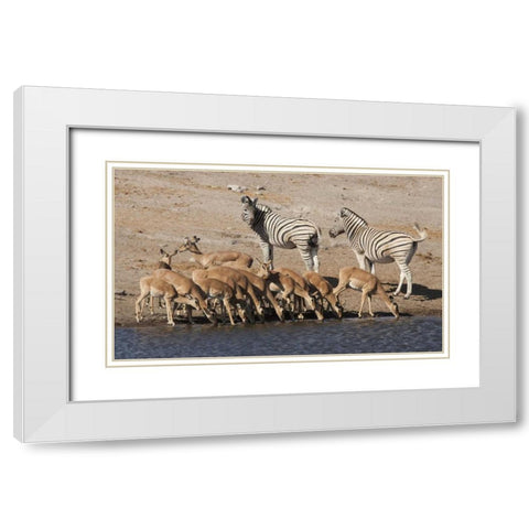 Zebras and black-faced impala, Etosha NP, Namibia White Modern Wood Framed Art Print with Double Matting by Kaveney, Wendy