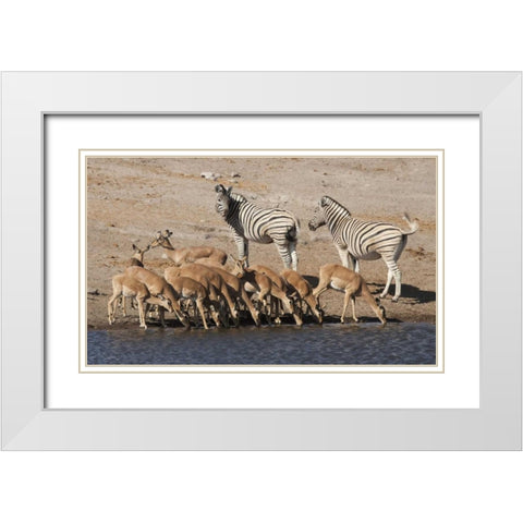 Zebras and black-faced impala, Etosha NP, Namibia White Modern Wood Framed Art Print with Double Matting by Kaveney, Wendy