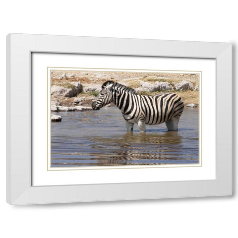 Zebra standing in waterhole, Etosha NP, Namibia White Modern Wood Framed Art Print with Double Matting by Kaveney, Wendy