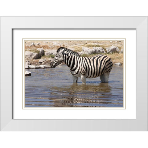 Zebra standing in waterhole, Etosha NP, Namibia White Modern Wood Framed Art Print with Double Matting by Kaveney, Wendy