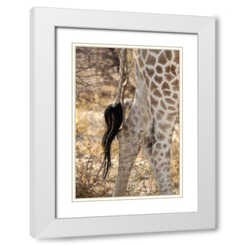 Giraffes tail and hind legs, Etosha NP, Namibia White Modern Wood Framed Art Print with Double Matting by Kaveney, Wendy
