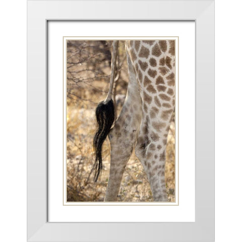 Giraffes tail and hind legs, Etosha NP, Namibia White Modern Wood Framed Art Print with Double Matting by Kaveney, Wendy