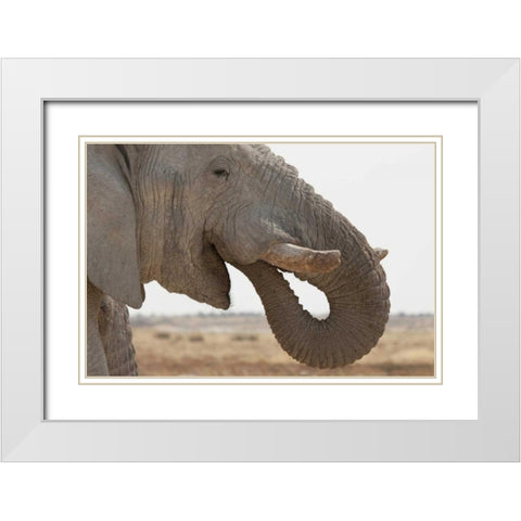 Portrait of African elephant, Etosha NP, Namibia White Modern Wood Framed Art Print with Double Matting by Kaveney, Wendy