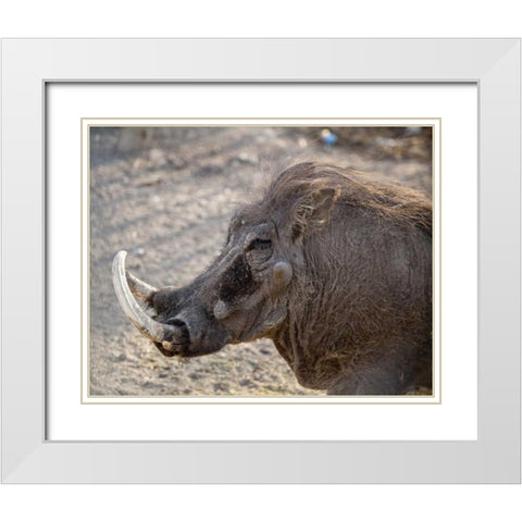 Portrait of old warthog, Etosha NP, Namibia White Modern Wood Framed Art Print with Double Matting by Kaveney, Wendy