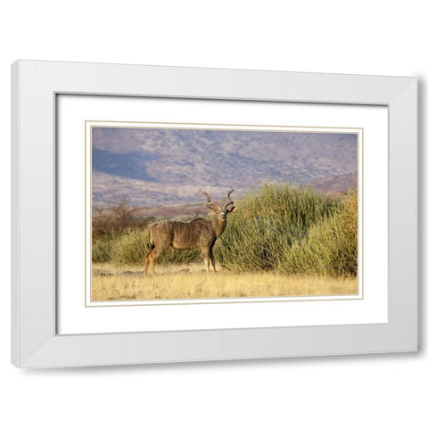 Greater kudu male, Palmwag Conservancy, Namibia White Modern Wood Framed Art Print with Double Matting by Kaveney, Wendy