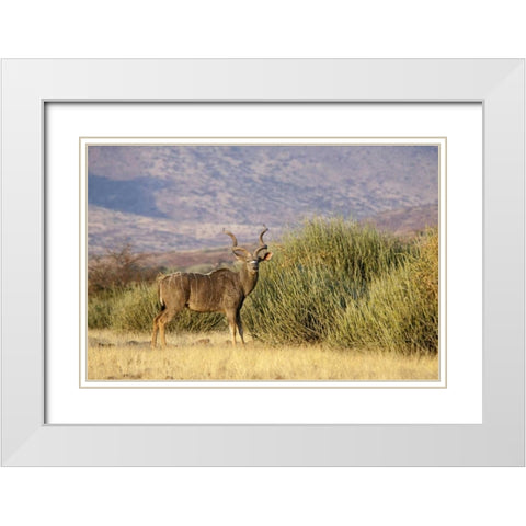 Greater kudu male, Palmwag Conservancy, Namibia White Modern Wood Framed Art Print with Double Matting by Kaveney, Wendy