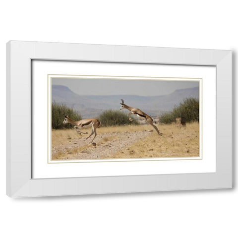 Running springboks in mid-jump, Palmwag, Namibia White Modern Wood Framed Art Print with Double Matting by Young, Bill