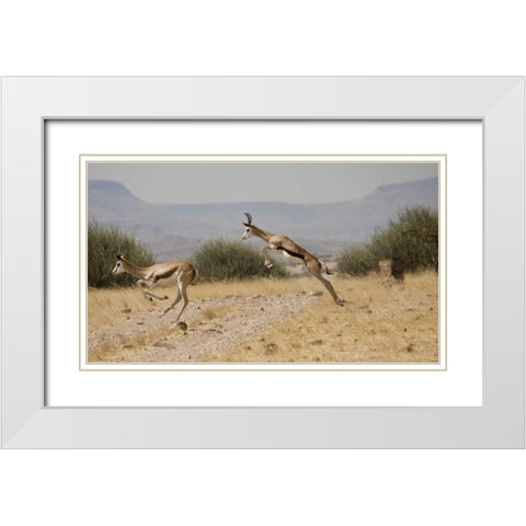 Running springboks in mid-jump, Palmwag, Namibia White Modern Wood Framed Art Print with Double Matting by Young, Bill
