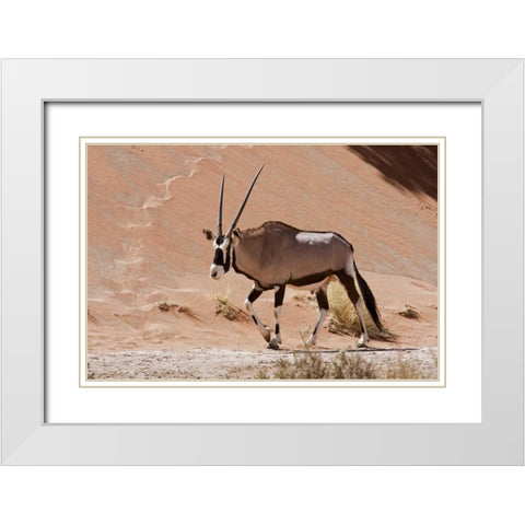 Male Oryx, Namib Naukluft, Namib Desert, Namibia White Modern Wood Framed Art Print with Double Matting by Young, Bill