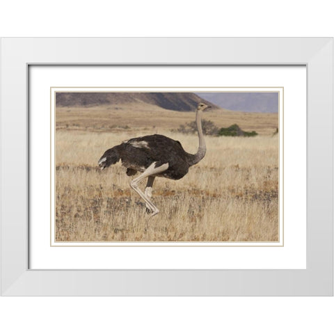 Ostrich, Namib Naukluft NP, Namib Desert, Namibia White Modern Wood Framed Art Print with Double Matting by Young, Bill