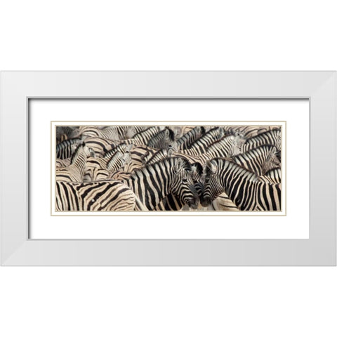 Namibia, Etosha NP A herd of zebras White Modern Wood Framed Art Print with Double Matting by Kaveney, Wendy