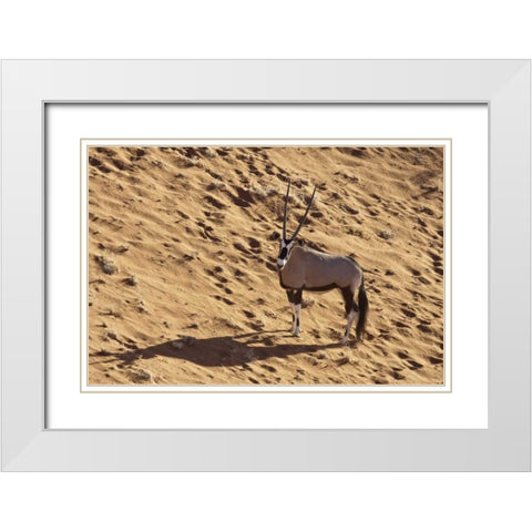 Namibia, Namib-Naukluft , Sossusvlei Lone oryx White Modern Wood Framed Art Print with Double Matting by Kaveney, Wendy