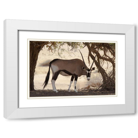 Namibia, Namib-Naukluft, Sossusvlei Oryx grazing White Modern Wood Framed Art Print with Double Matting by Kaveney, Wendy