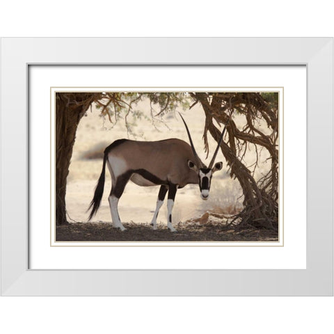 Namibia, Namib-Naukluft, Sossusvlei Oryx grazing White Modern Wood Framed Art Print with Double Matting by Kaveney, Wendy