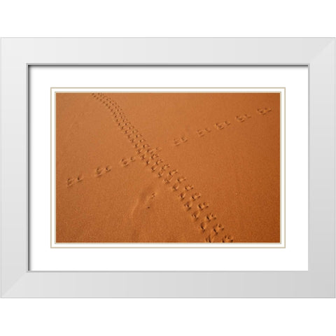 Namibia, Sossusvlei Animal tracks on a sand dune White Modern Wood Framed Art Print with Double Matting by Kaveney, Wendy