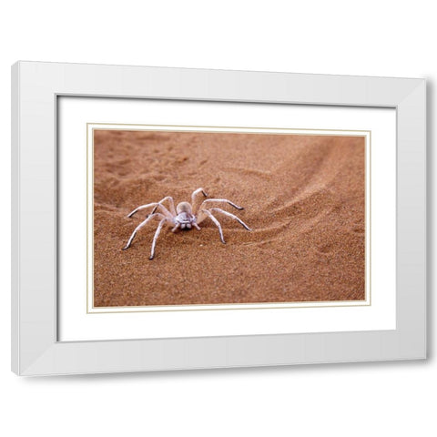 Namibia, Sossusvlei Dancing white lady spider White Modern Wood Framed Art Print with Double Matting by Kaveney, Wendy