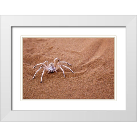 Namibia, Sossusvlei Dancing white lady spider White Modern Wood Framed Art Print with Double Matting by Kaveney, Wendy