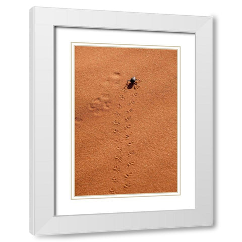 Namibia, Sossusvlei A beetle makes tracks White Modern Wood Framed Art Print with Double Matting by Kaveney, Wendy