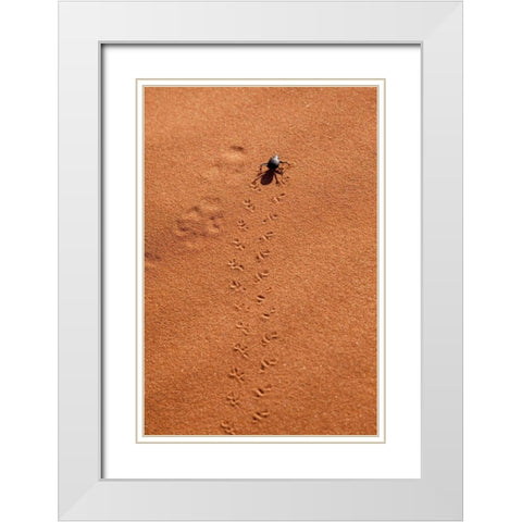 Namibia, Sossusvlei A beetle makes tracks White Modern Wood Framed Art Print with Double Matting by Kaveney, Wendy