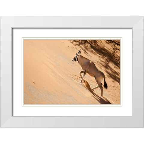 Namibia, Sossusvlei Oryx climbing a sand dune White Modern Wood Framed Art Print with Double Matting by Kaveney, Wendy