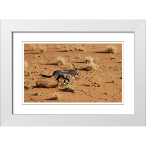 Namibia, Sossusvlei Aerial of running oryx White Modern Wood Framed Art Print with Double Matting by Kaveney, Wendy