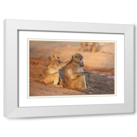 Botswana Two grooming baboons White Modern Wood Framed Art Print with Double Matting by Kaveney, Wendy