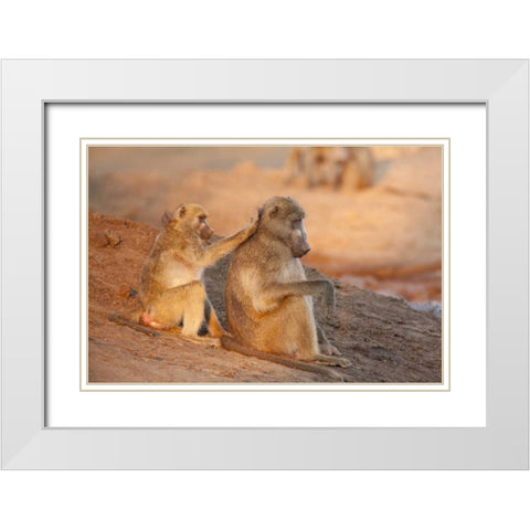 Botswana Two grooming baboons White Modern Wood Framed Art Print with Double Matting by Kaveney, Wendy