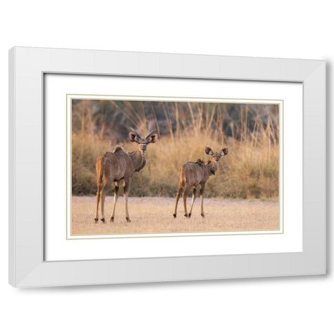 Namibia, Caprivi Strip A pair of kudu White Modern Wood Framed Art Print with Double Matting by Kaveney, Wendy