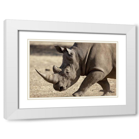 Namibia, Windhoek White rhinoceros White Modern Wood Framed Art Print with Double Matting by Kaveney, Wendy