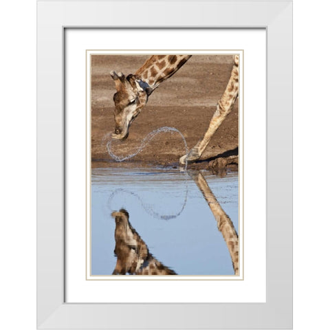 Namibia, Etosha NP Giraffe drinking White Modern Wood Framed Art Print with Double Matting by Kaveney, Wendy