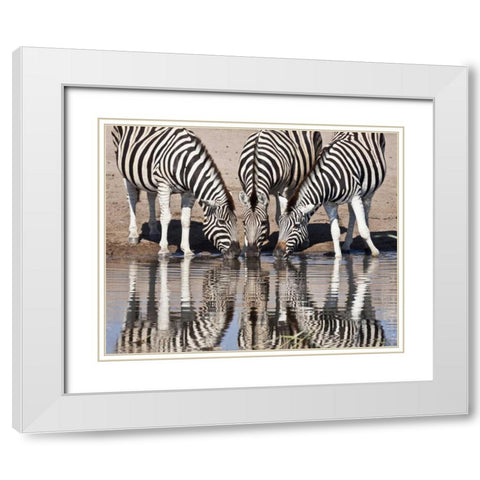 Namibia, Etosha NP Zebras reflected in water White Modern Wood Framed Art Print with Double Matting by Kaveney, Wendy