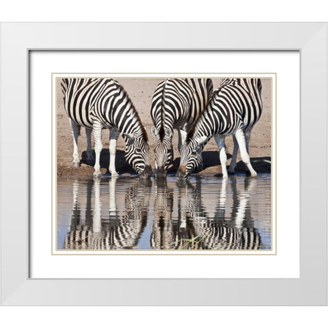 Namibia, Etosha NP Zebras reflected in water White Modern Wood Framed Art Print with Double Matting by Kaveney, Wendy